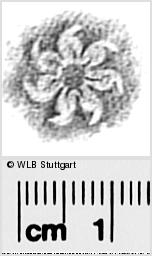 Image Description for https://www.wlb-stuttgart.de/kyriss/images/s0291835.jpg
