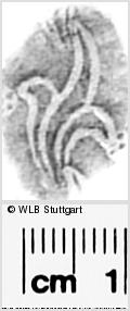 Image Description for https://www.wlb-stuttgart.de/kyriss/images/s0292202.jpg