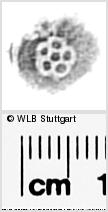 Image Description for https://www.wlb-stuttgart.de/kyriss/images/s0292203.jpg
