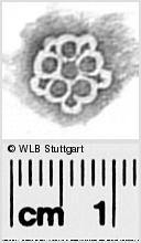 Image Description for https://www.wlb-stuttgart.de/kyriss/images/s0293922.jpg