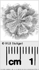 Image Description for https://www.wlb-stuttgart.de/kyriss/images/s0294223.jpg