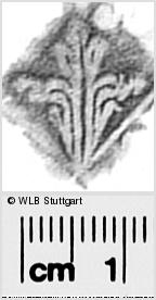 Image Description for https://www.wlb-stuttgart.de/kyriss/images/s0295007.jpg