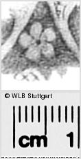 Image Description for https://www.wlb-stuttgart.de/kyriss/images/s0295020.jpg