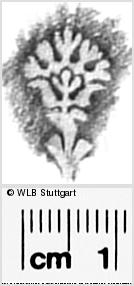 Image Description for https://www.wlb-stuttgart.de/kyriss/images/s0296103.jpg
