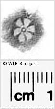 Image Description for https://www.wlb-stuttgart.de/kyriss/images/s0296112.jpg