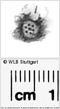 Image Description for https://www.wlb-stuttgart.de/kyriss/images/s0296114.jpg