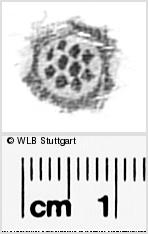 Image Description for https://www.wlb-stuttgart.de/kyriss/images/s0296115.jpg