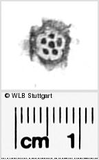 Image Description for https://www.wlb-stuttgart.de/kyriss/images/s0296119.jpg