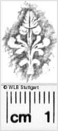 Image Description for https://www.wlb-stuttgart.de/kyriss/images/s0337202.jpg