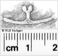 Image Description for https://www.wlb-stuttgart.de/kyriss/images/s0341102.jpg