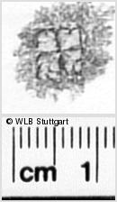 Image Description for https://www.wlb-stuttgart.de/kyriss/images/s0342607.jpg