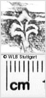 Image Description for https://www.wlb-stuttgart.de/kyriss/images/s0350409.jpg