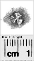 Image Description for https://www.wlb-stuttgart.de/kyriss/images/s2824517.jpg